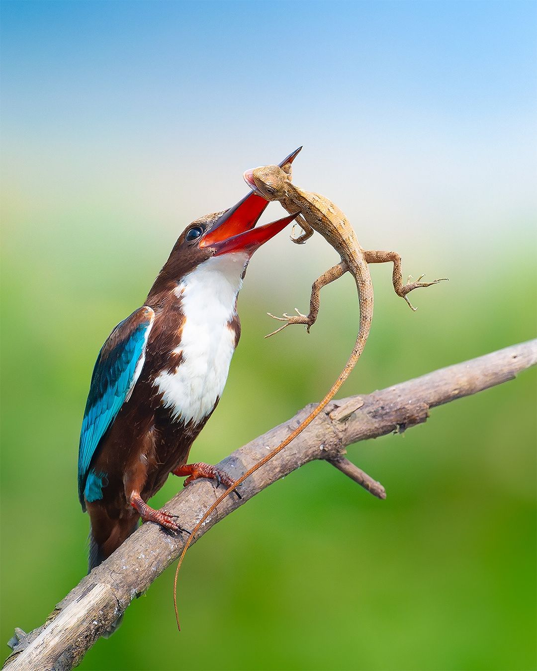 Standard Sundarban Tour Package